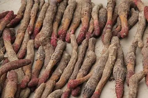 锁阳补肾阳益精血润肠通便