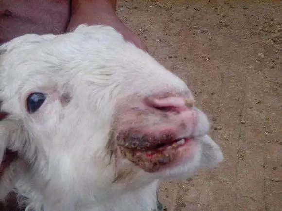 羊烂嘴怎么治疗和预防