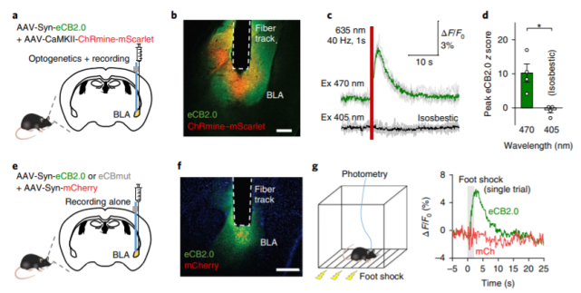 先前研究表明杏仁核富集表达cb1r,内源性大麻素系统