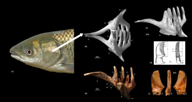 草鱼的解剖图结构图片