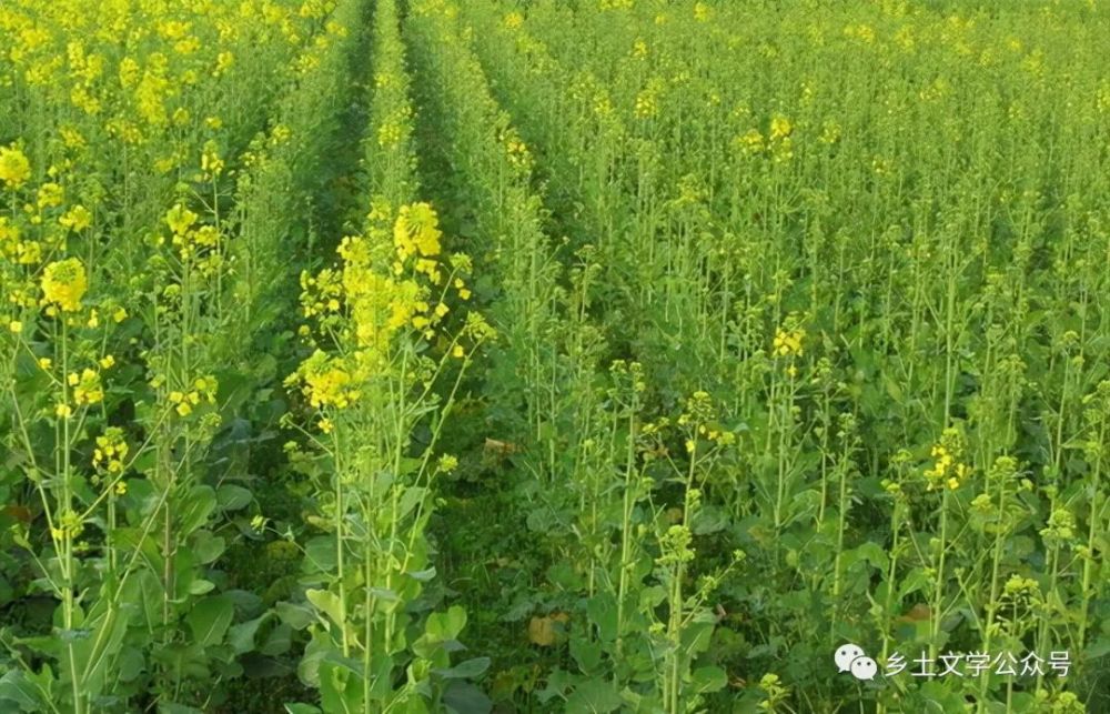 乡土散文:初冬时节种油菜