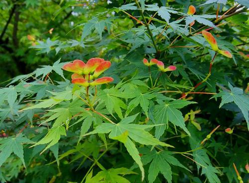 染得千秋林一色槭树