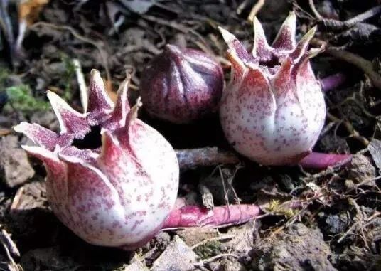 蜘蛛抱蛋是什么植物「蜘蛛抱蛋是什么植物图片」