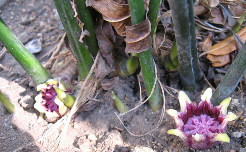 蜘蛛抱蛋(蜘蛛抱蛋开花图片)