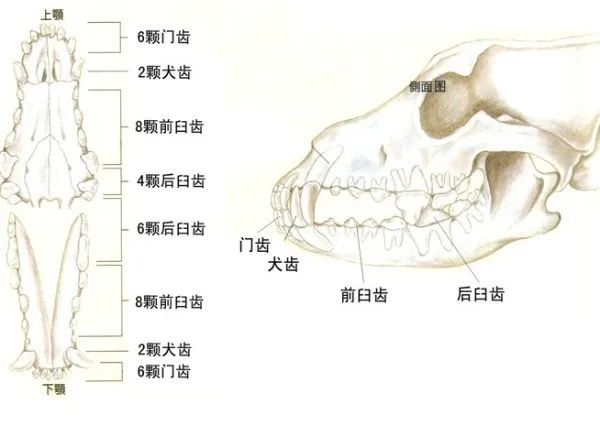 i 门牙,c 犬齿,p 前磨牙,m=臼齿.4 臼齿.