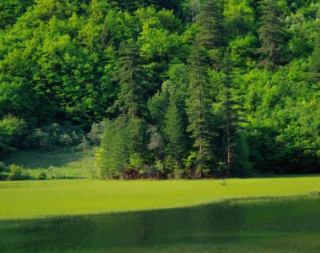 满眼绿色,满眼清凉!