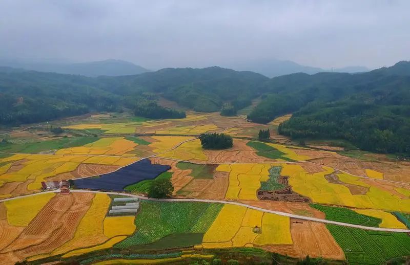 闽北美景|邵武市大埠岗镇:丰收美景入眼帘"闻"取稻香一片