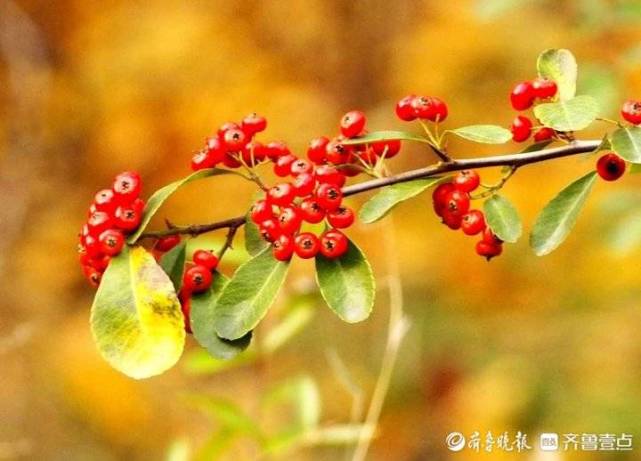 济南也有相思红豆植物园初冬一大片