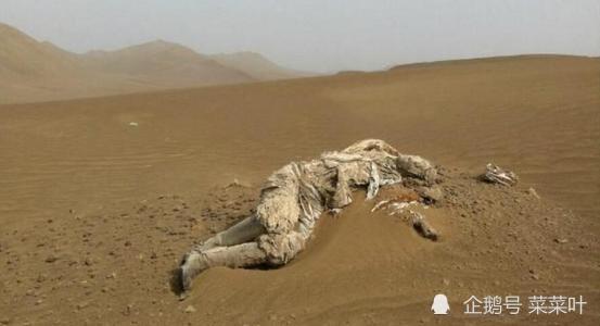 生物学家新疆罗布泊彭加木不解之谜:穿越说最离谱