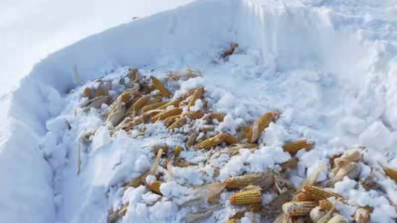 1979年小学一年级语文下册折资产鹤岗暴雪东北封路