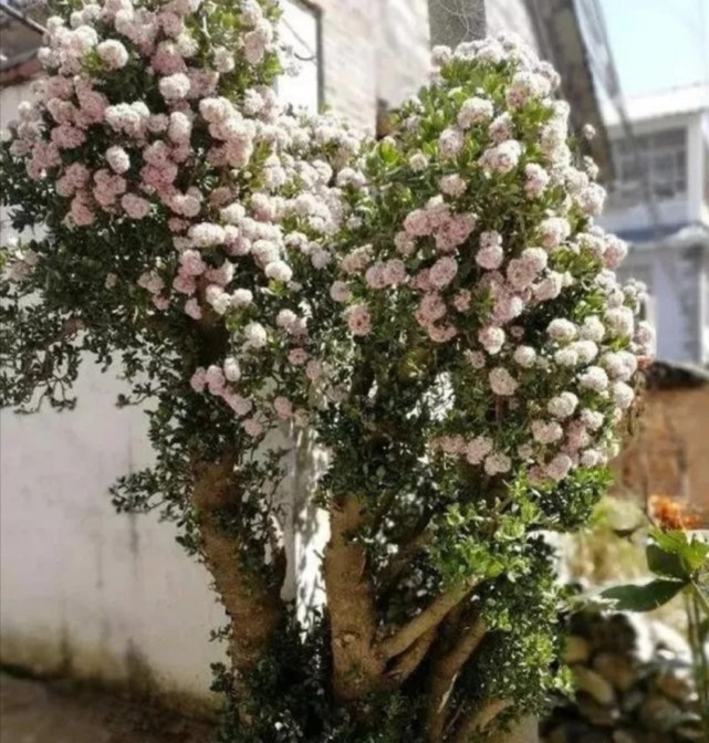 讓玉樹開花滿足5個條件開花幾率更高