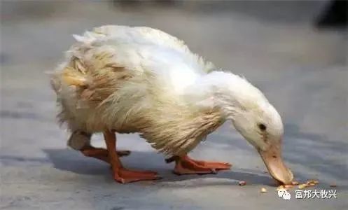 鸭摇头,瘫痪,腿软,个个都是病恹恹,用脚踹就走路,不知道怎么办的点