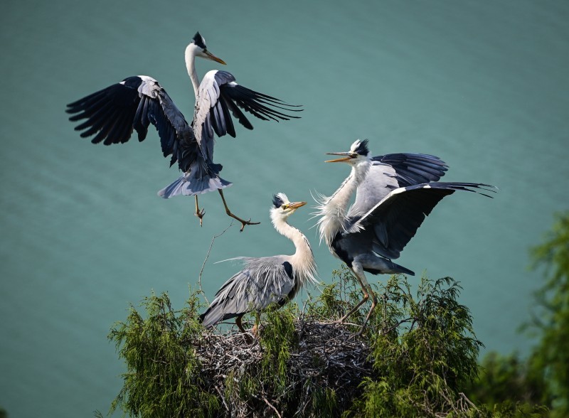 候鸟在四川高清图组赏川北苍鹭的爱情故事