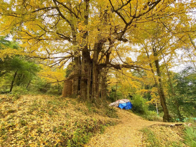 初冬的惠水 恬静而惬意 走进摆金镇摆够村 来到古银杏树下 漫山苍翠
