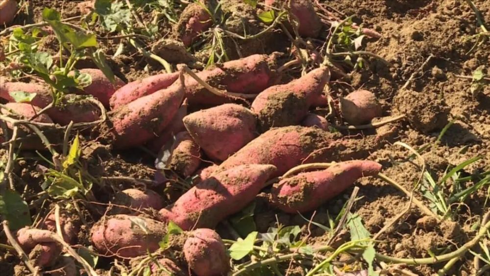 八乡山番薯喜迎丰收农户田间地头收获忙