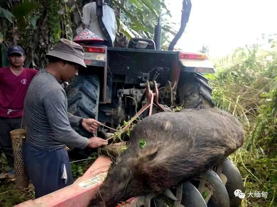 克钦邦帕敢镇村民设陷阱抓野猪,遭野猪反杀!1名村民死亡,2名村民受伤