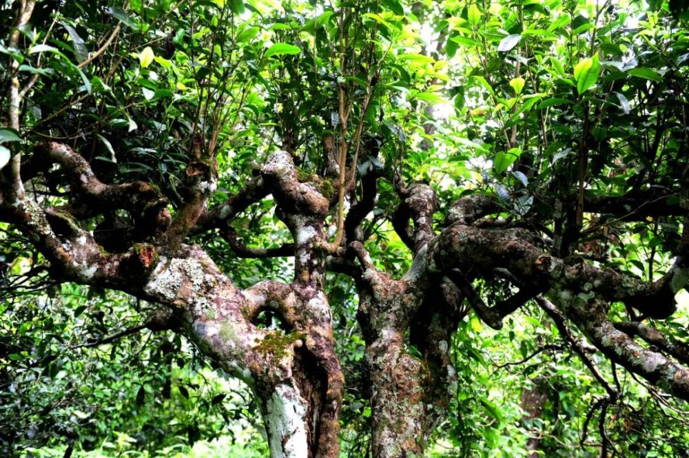 关于勐海新六大茶山你了解多少