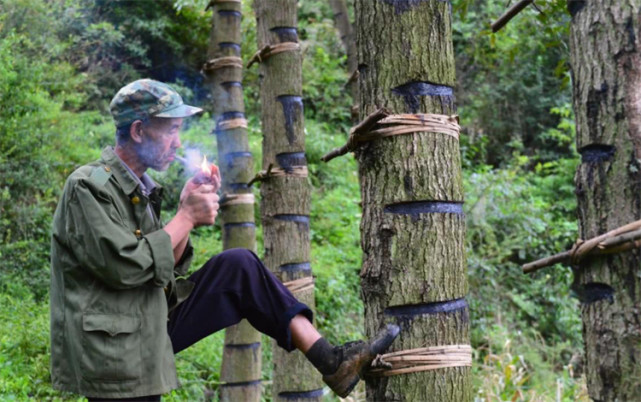 山里的一种漆树会咬人树脂250元一公斤却少有人割遭罪