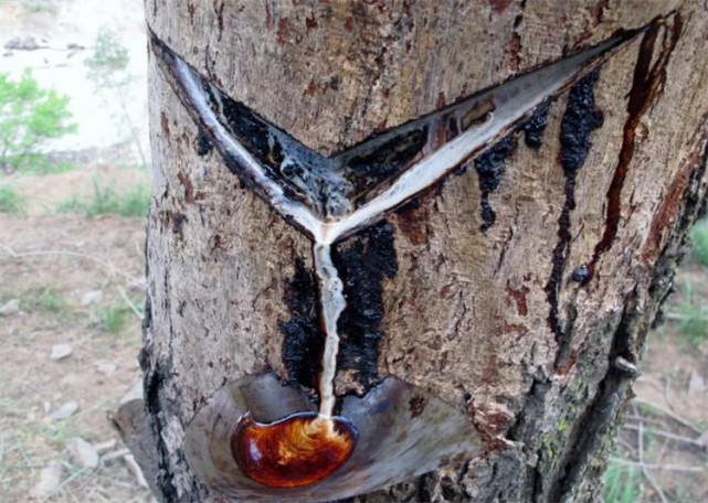 山里的一种漆树会咬人树脂250元一公斤却少有人割遭罪