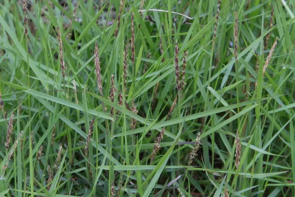 宁波植物|中华结缕草:能力"超燃"的野草_腾讯新闻