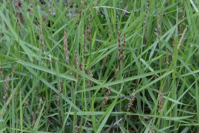宁波植物中华结缕草能力超燃的野草