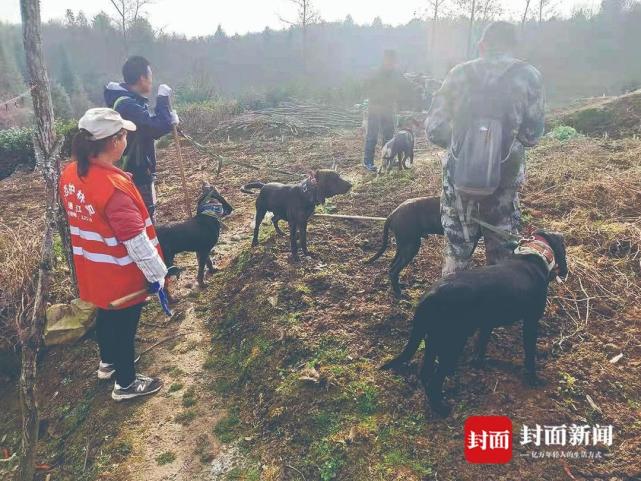 四川通江2万头野猪成灾 捕杀队：村民没猎犬没枪就不要贸然出手_腾讯新闻