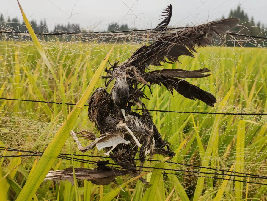 南县三人非法狩猎被采取刑事强制措施公安机关重要提醒