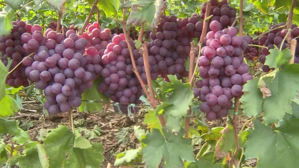 天气渐冷宾川错季葡萄的春天到了