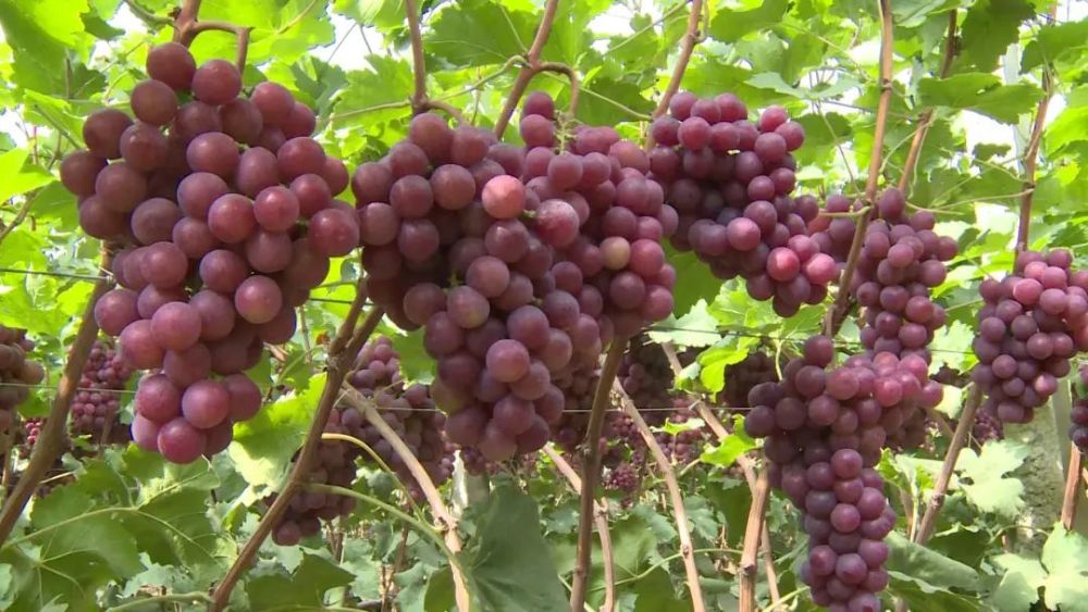 天气渐冷宾川错季葡萄的春天到了