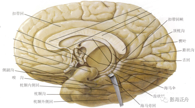 史上最详细的头颅MR解剖（二）_腾讯新闻