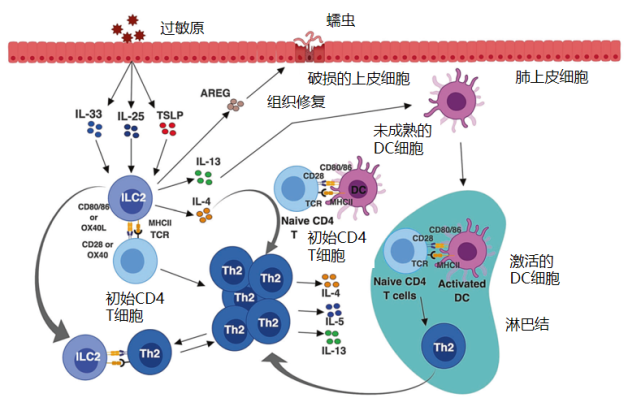 揭开2型炎症的神秘面纱