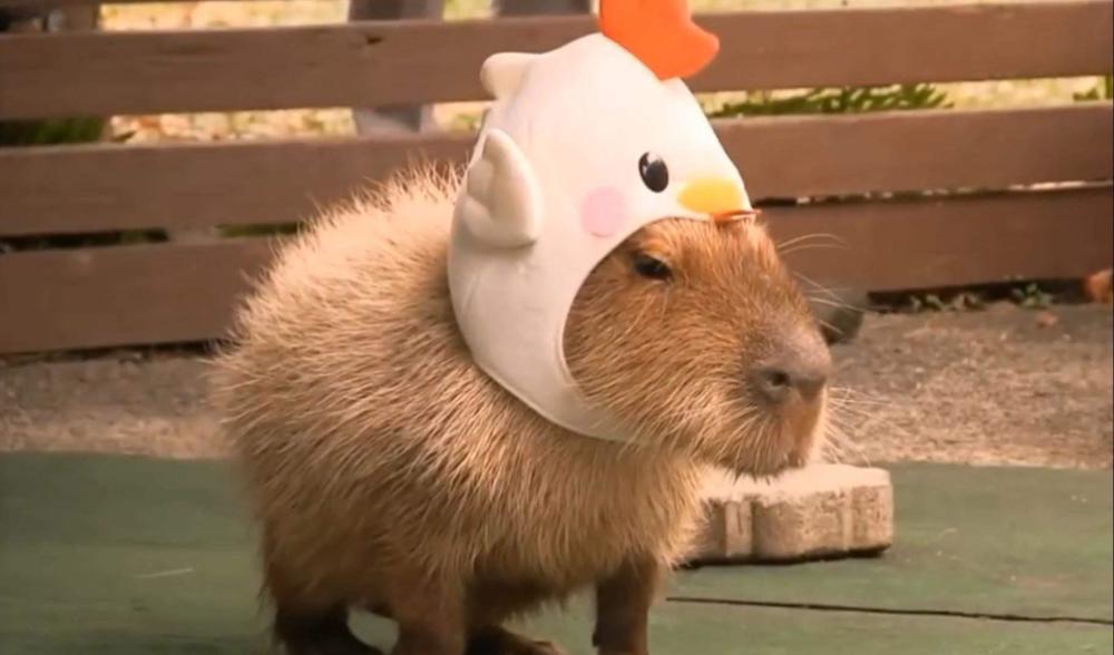 世界最大水豚走红网络经常陪女主人一起上班