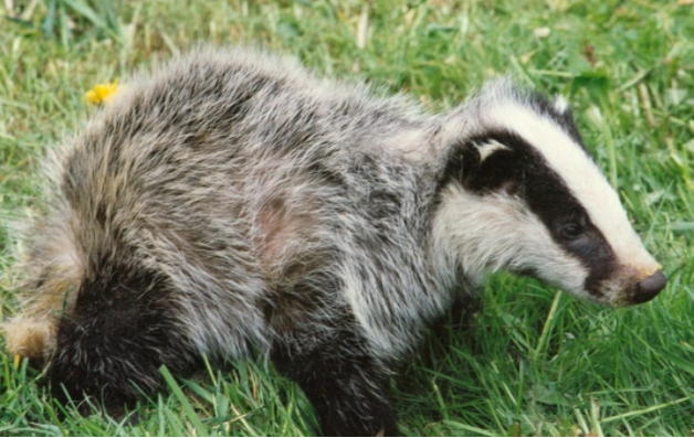 獾亚科成员大全