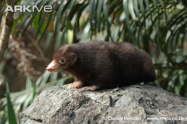 獾亚科成员大全