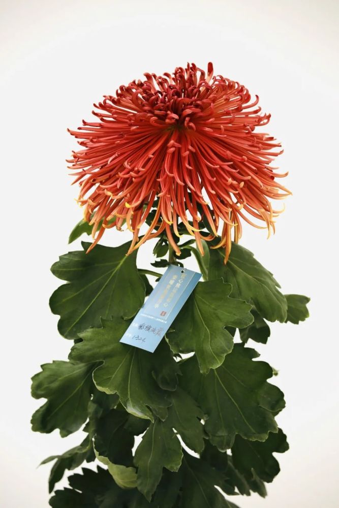 令人期待的世界花卉大观园菊花展上线啦今年菊王你来定