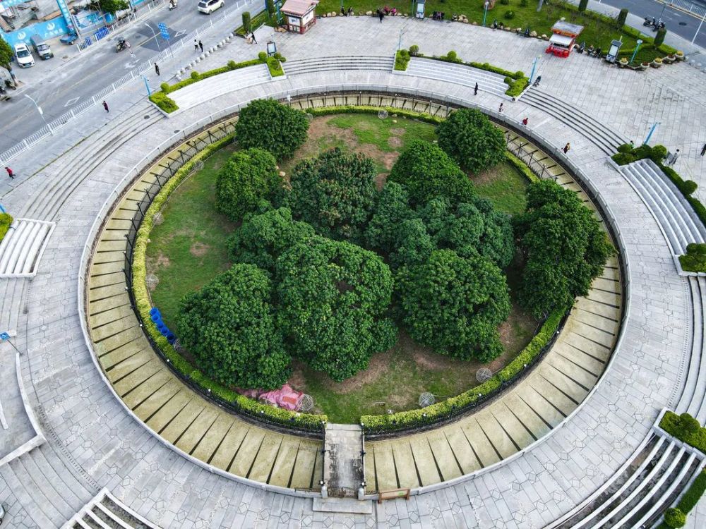 另一侧,位于荔城街挂绿广场的西园挂绿母树观赏园,以驰名中外的西园