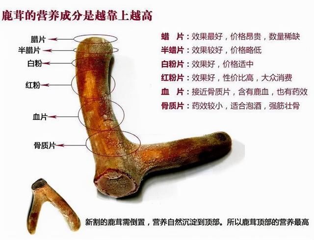 吃点鹿茸"补身体",药师:这些人不能随便吃