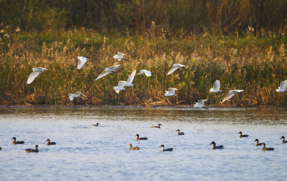 杭州湾湿地迎来最美候鸟季