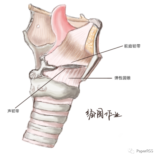 系统解剖学实验报告你以为的医学实验报告——密密麻麻的数字,通篇