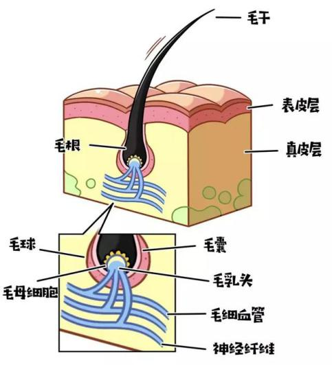 正常脫落的