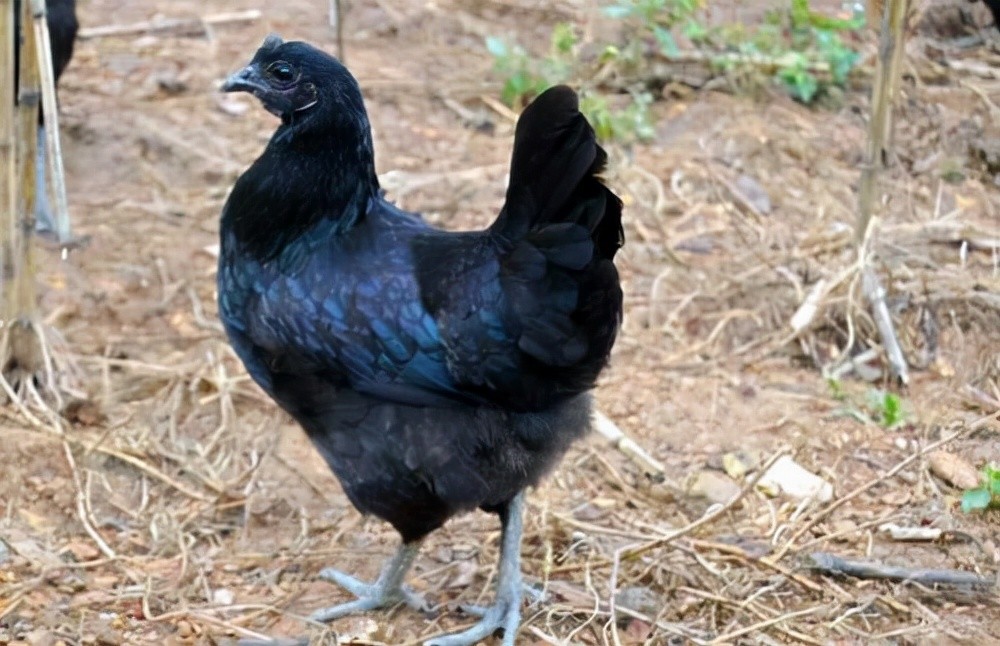 2,蘆花雞:蘆花雞是蛋肉兼用.蘆花雞適應能力極強,食物鏈廣泛.