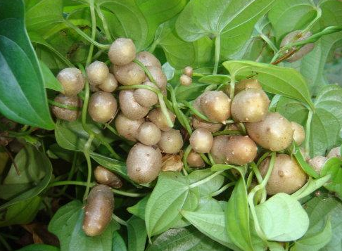 正是因为山药在我国的市场需求量极大,在过去都是去山里挖野生的山药