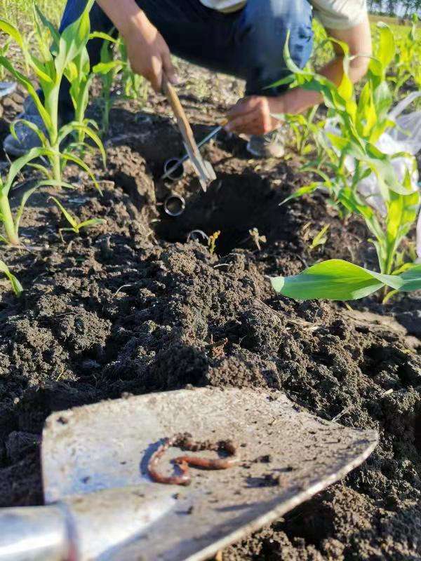 大顶子山旁一直受小气候影响农时比其他农场晚1周到10天的饶河农场