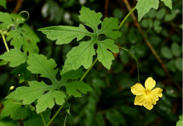 荒野维生野菜系列——苦瓜