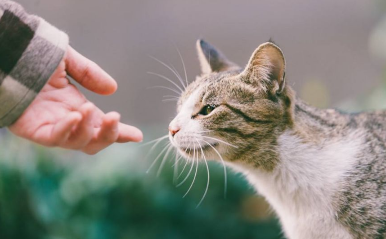 女子被小区流浪猫抓伤,将投喂者和物业告上法庭!法院判了