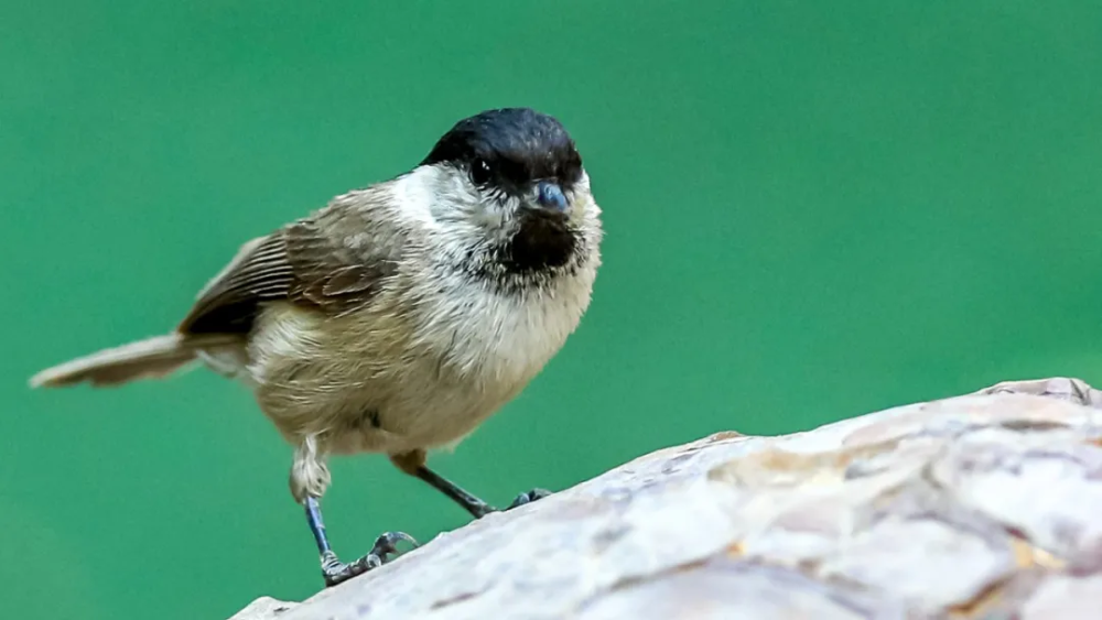 山西鸟类图鉴67褐头山雀