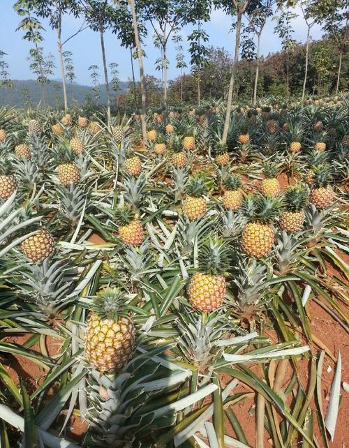 菠萝出名产地有哪些?