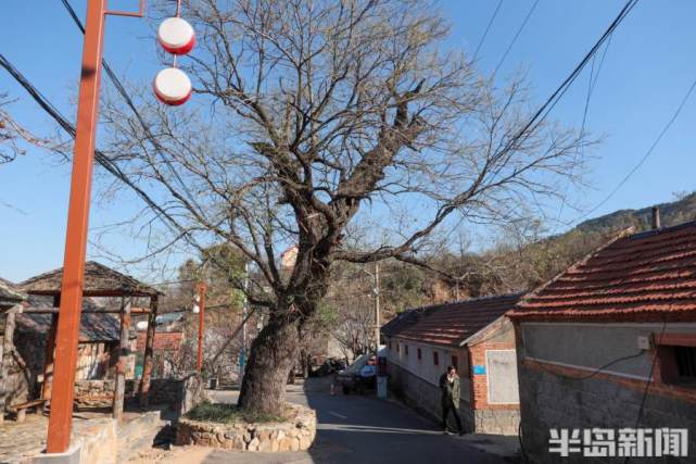 大槐树成了上沟村在外游子的精神寄托傍晚,山里的老人在村口休闲随着