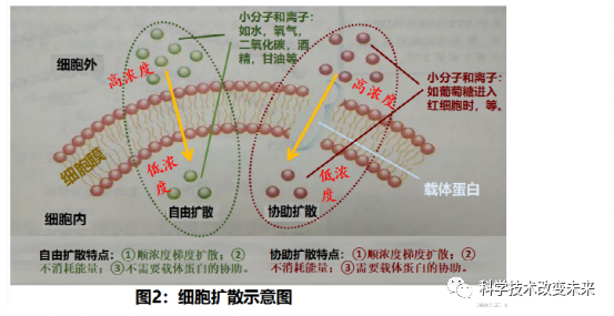 細胞是如何從外界攝取營養物質,又是如何將代謝廢物和分泌物質排出