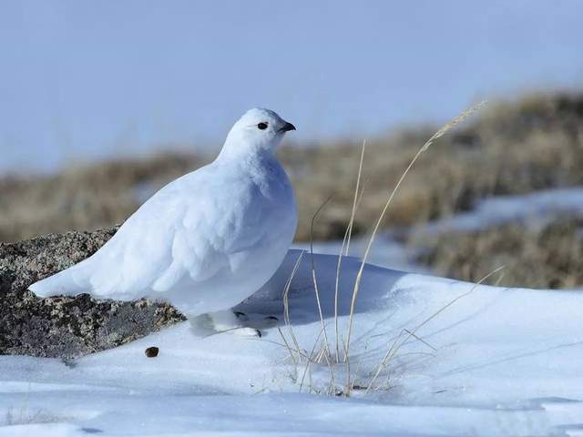 阿尔泰山发现6只雷鸟,1只落单遭红狐追赶,飞到树上才逃过一劫